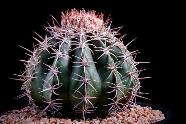 Nahaufnahme von Melocactus mit Studiobeleuchtung vor dunklem Hintergrund