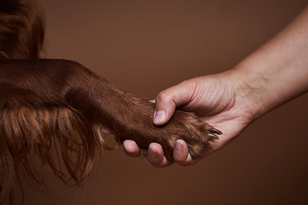 Nahaufnahme von Mensch und Hund, die Händchen halten vor braunem Hintergrund im Studio