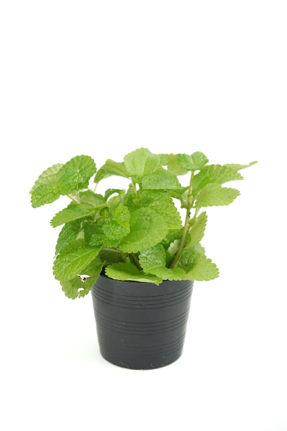 Nahaufnahme von Mentha Mint