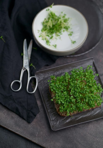 Nahaufnahme von Microgreens Keimung von Microgreens Keimung von Samen zu Hause Veganes und gesundes Ernährungskonzept Gekeimte Samen Mikrogräser Wachsende Sprossen