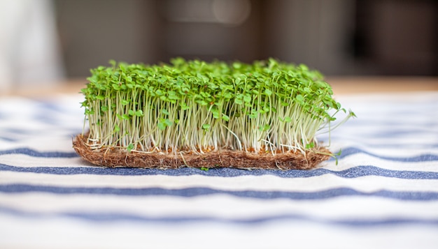 Nahaufnahme von Mikrogrün von Senf, Rucola und anderen Pflanzen zu Hause. Wachsende Senf- und Rucolasprossen in Nahaufnahme zu Hause. Das Konzept der veganen und gesunden Ernährung. Gekeimte Samen, Mikrogrün