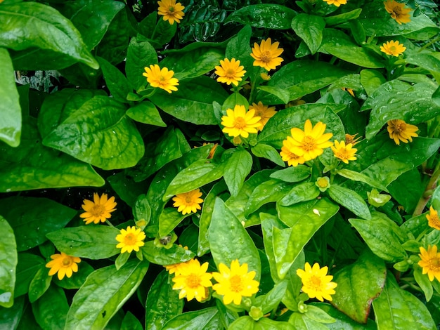 Nahaufnahme von Mini Sun Yellow Little Star Flower Sunflower Butter Daisy Melampodium Divaricatum Blume