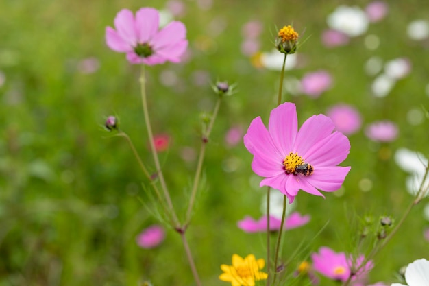 Nahaufnahme von Mirasol-Blumen oder Kosmos bipinnatus auf dem Feld im Freien