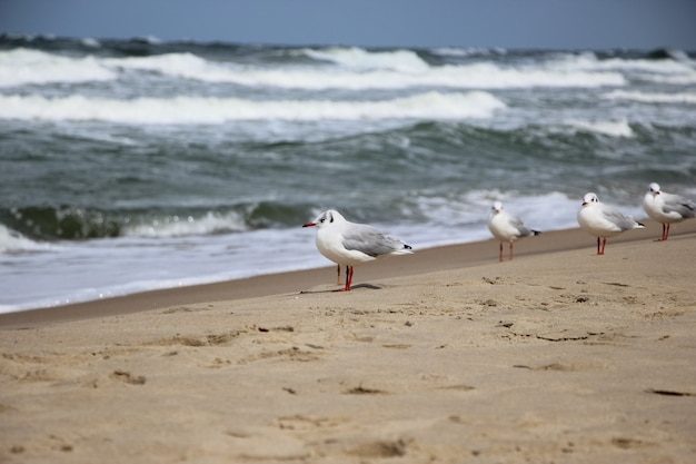 Nahaufnahme von Möwen auf dem Sand vor dem Hintergrund stürmischer Wellen