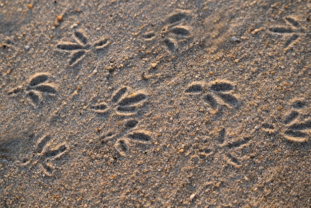 Nahaufnahme von Möwen-Fußspuren an einem Sandstrand