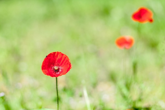 Nahaufnahme von Mohn im Frühjahr