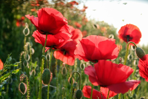 Foto nahaufnahme von mohnblumen, die im freien blühen