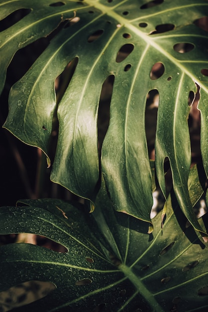 Nahaufnahme von Monstera deliciosa Blatt im Garten. Schweizer Käsefabrik im Tropenwald bei botanical