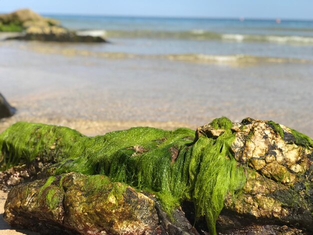 Foto nahaufnahme von moos am strand