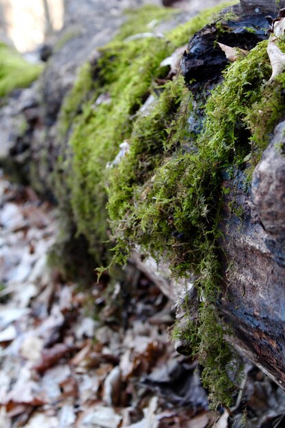 Nahaufnahme von Moos auf Felsen