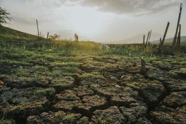 Foto nahaufnahme von moos, das auf dem feld wächst