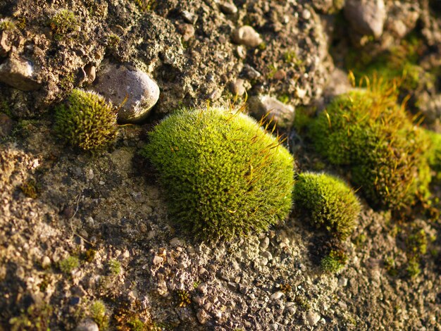 Foto nahaufnahme von moos, das auf felsen wächst