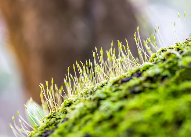 Foto nahaufnahme von moos