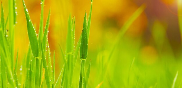 Nahaufnahme von Morgentautropfen auf dem grünen Gras