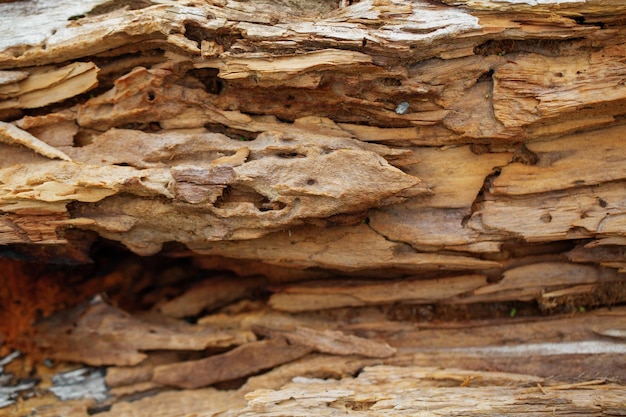 Nahaufnahme von morschem Holz