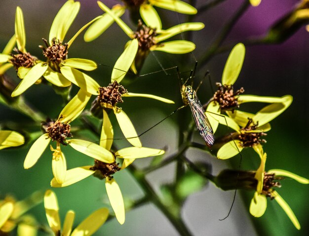 Foto nahaufnahme von mücken auf einer blume