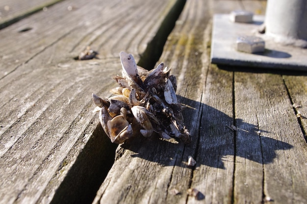 Foto nahaufnahme von muscheln am pier