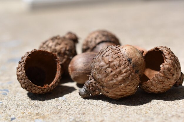 Nahaufnahme von Muscheln am Strand