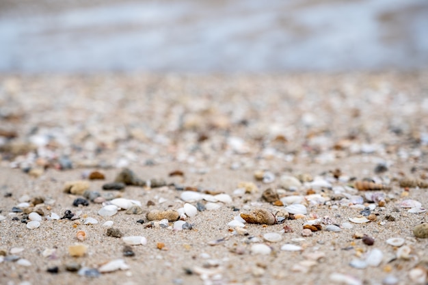 Nahaufnahme von Muscheln am Strand