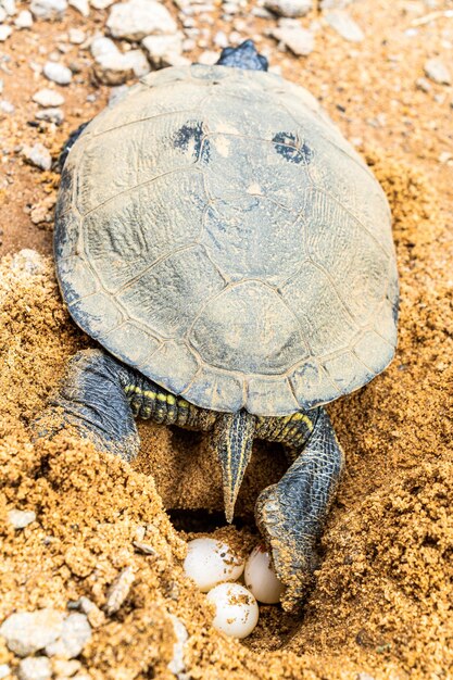 Nahaufnahme von Muscheln auf Sand