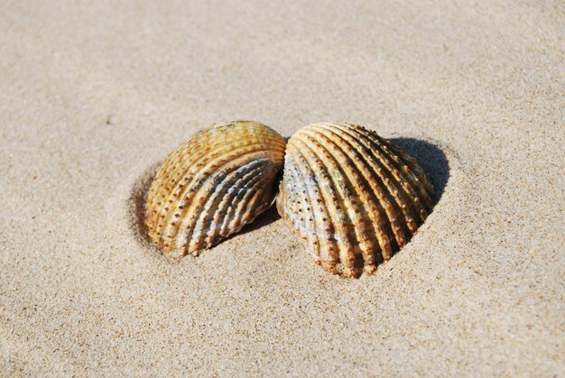 Foto nahaufnahme von muscheln auf sand