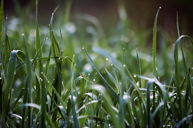 Foto nahaufnahme von nassem gras auf dem feld