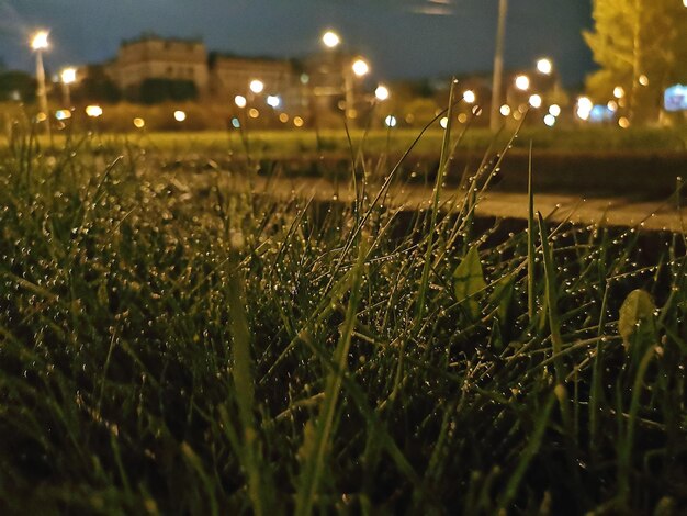 Foto nahaufnahme von nassem gras in der stadt bei nacht