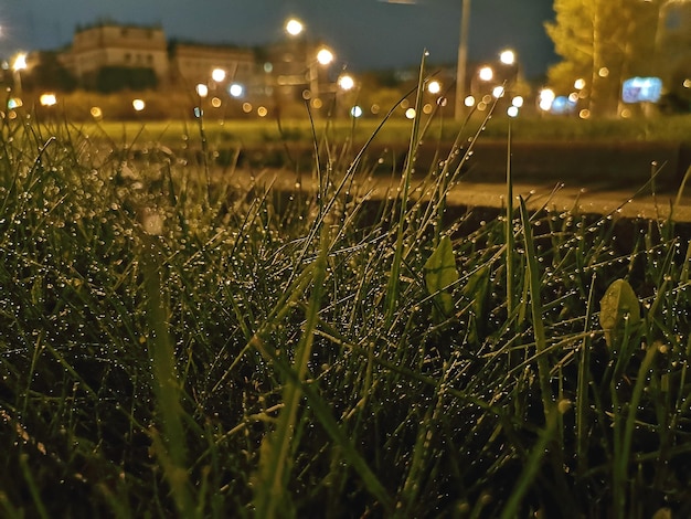 Foto nahaufnahme von nassem gras in der stadt bei nacht