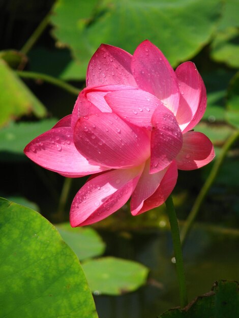 Nahaufnahme von nassem rosa Lotus.