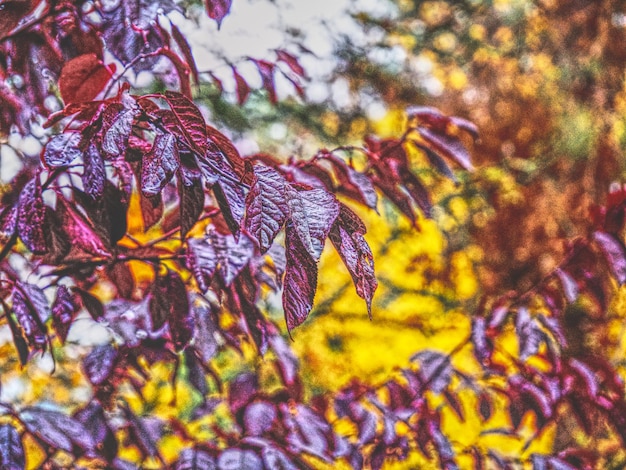 Foto nahaufnahme von nassen herbstblättern auf bäumen