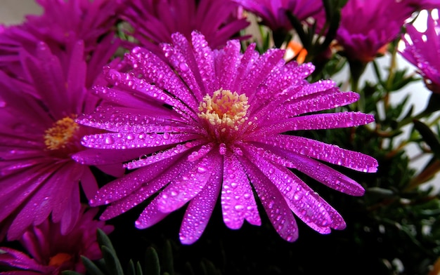 Nahaufnahme von nassen lila Blumen, die im Park blühen