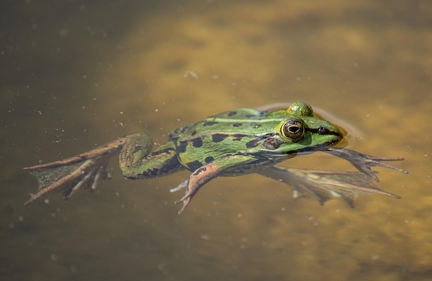 Nahaufnahme von Nebel im Wasser