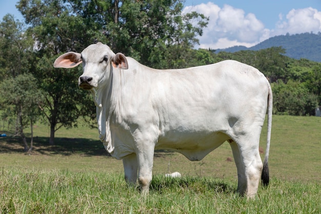 Foto nahaufnahme von nellore kalb in der wiese mit bäumen. bundesstaat sao paulo, brasilien