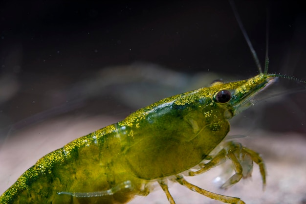 Foto nahaufnahme von neocaridina davidi garnelen es kann verschiedene farben und muster haben