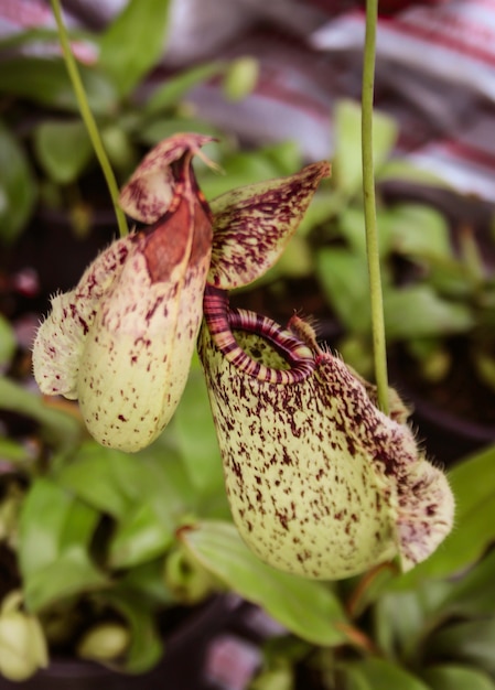 Nahaufnahme von Nepenthes mit unscharfem Hintergrund