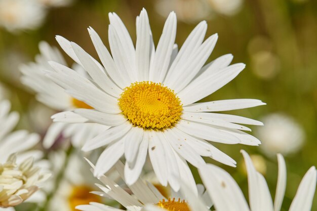 Nahaufnahme von oben auf eine Gänseblümchen-Blume, die im Sommer auf einem Feld draußen wächst Zoom einer einzelnen Margeritenpflanze, die im Frühjahr auf einer grünen Wiese blüht, von oben Weiße Blume, die in einem Garten blüht