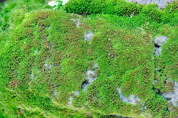 Nahaufnahme von oben auf wachsendes grünes Moos auf einer alten Backsteinmauer mit selektivem Fokus