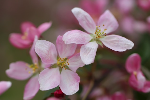 Nahaufnahme von Obstbaumblüten, Staubgefäßen und Stempeln mit selektivem Fokus