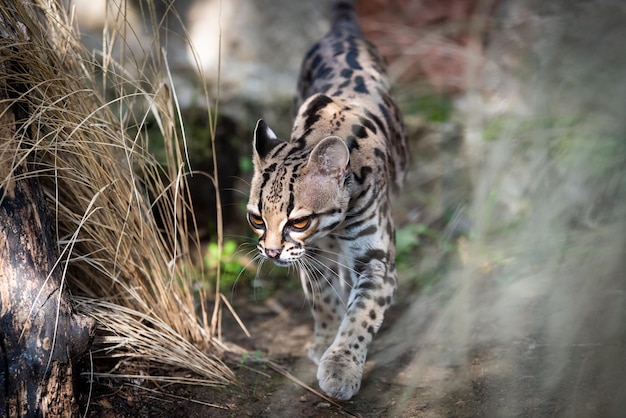 Nahaufnahme von Ocelot nach Pflanze