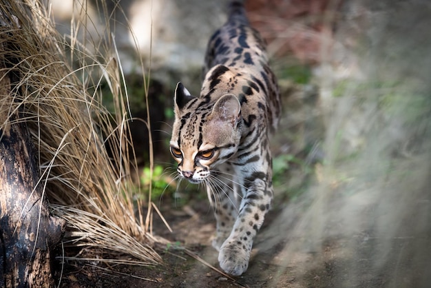 Foto nahaufnahme von ocelot nach pflanze