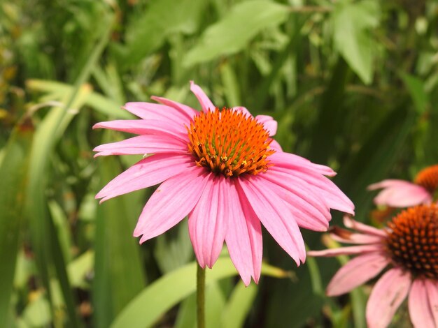 Foto nahaufnahme von östlichen lila kegelblumen, die im freien wachsen