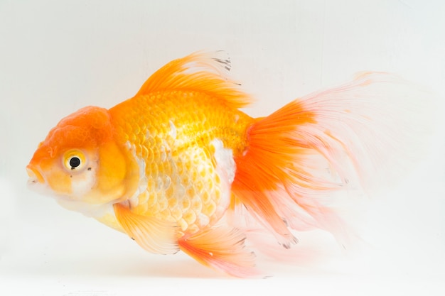 Nahaufnahme von Orange Oranda Goldfish