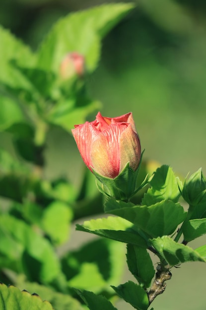 Nahaufnahme von Orange Red Hibiscus Flower Bud im Sonnenlicht