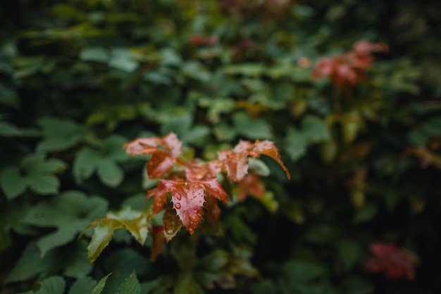 Nahaufnahme von orangefarbenen Herbstblättern bei weichem Licht