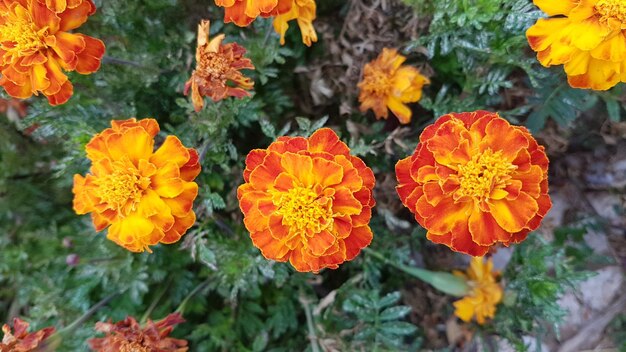 Nahaufnahme von orangefarbenen Marigoldblüten