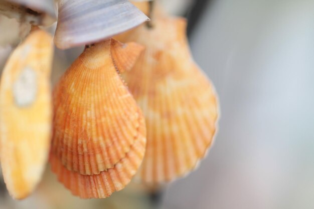 Foto nahaufnahme von orangefarbenen muscheln