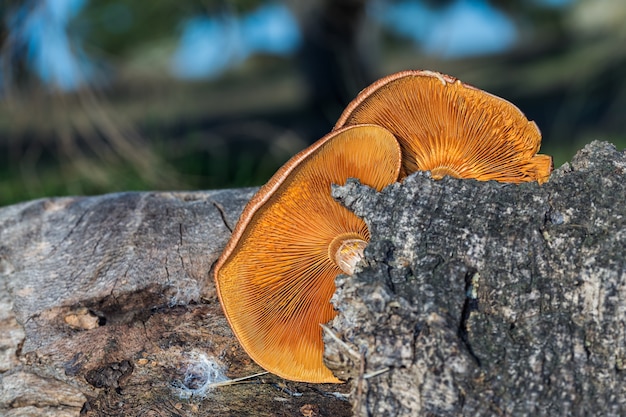 Nahaufnahme von orangefarbenen Pilzen, die auf einem alten Baumstamm wachsen?