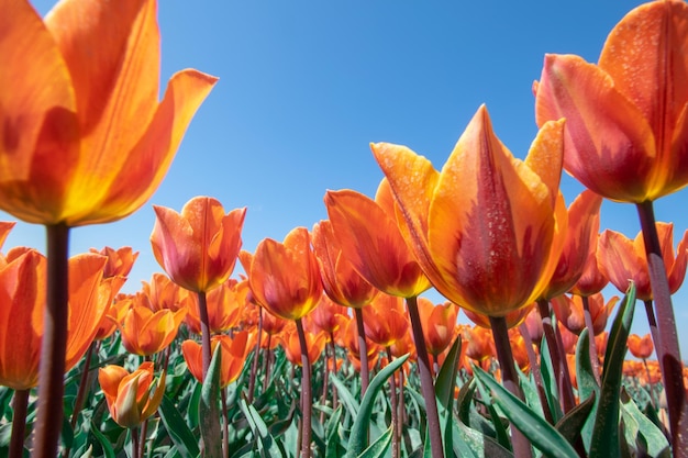 Foto nahaufnahme von orangefarbenen tulpen