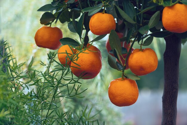 Foto nahaufnahme von orangen, die auf einem baum wachsen