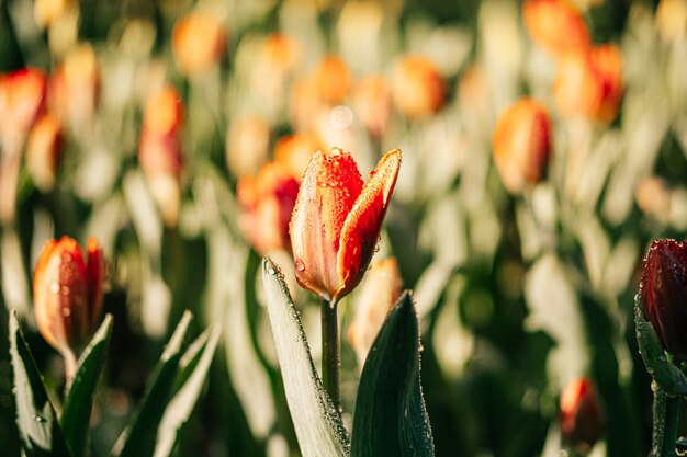 Nahaufnahme von Orangen-Tulpenblumen im Garten mit Wasserspray, Tau und Sonnenlicht. Natürlicher Hintergrund.